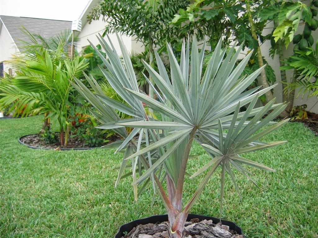My zone 9B garden DISCUSSING PALM TREES WORLDWIDE PalmTalk